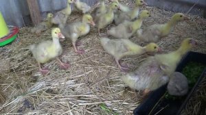 Гусята в своем загоне 🦢Вывелись цыплята🐥🐤 Освобождаем компостную яму💪🌿Живем в доме кубанце🏠