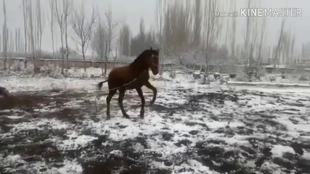 ОТО КУШТУ АТЕКЕН, ЖАКСА АЛЫП КАЛЫНЫЗ. смотреть онлайн