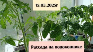 15.05.25 Обзор рассады на подоконнике: томаты, перцы, цветы #рассада #дача #огород #томаты
