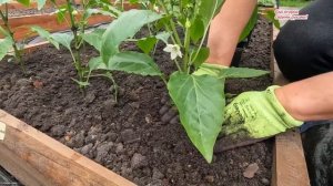Рассада сладкого перца начнёт мощно развиваться сразу после высадки