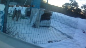 Рысь орет,зовет кошку.Время гона продолжается.