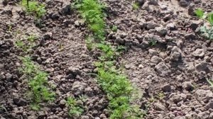 Обзор моего огорода.