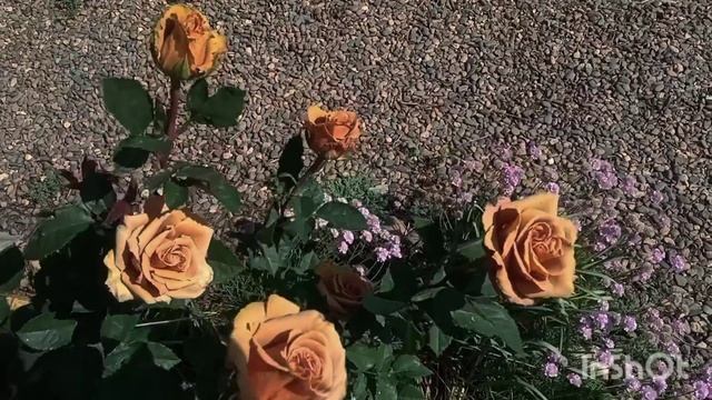 Тоффи🌹- изумительная роза🙏😃❤! Чем она хороша😍? и к смотреть онлайн