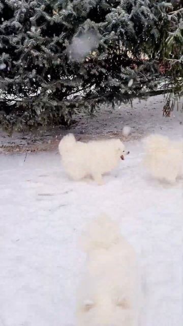 питомник Цунени Катцу Японский шпиц  Есть свободные щенки МОЖНО СПРОСИТЬ