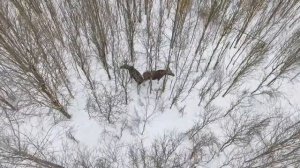 Необычная охота на лося с квадрокоптера / Охота приколы