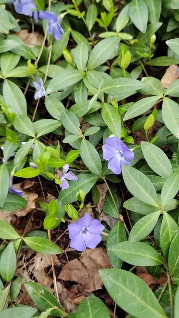 4 апреля 2025 г. 🌸Барвинок в весеннем лесу 🌳 #music #природ смотреть онлайн