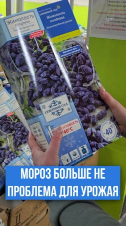 Лучшие сорта жимолости для СЕВЕРНОГО САДА!