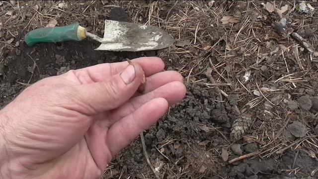 Лук севок вымерз полностью