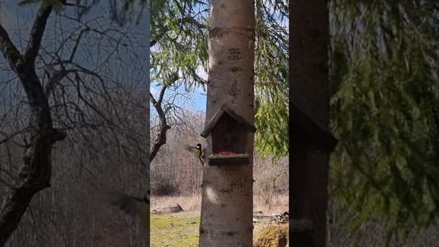 Синицы лакомятся арахисом #хочувдеревню