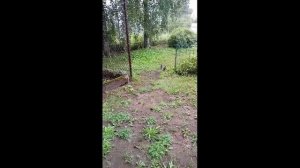 Два орла