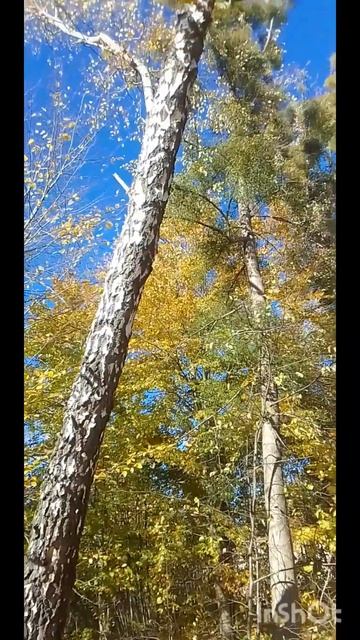 Берёза под моим окном! смотреть онлайн