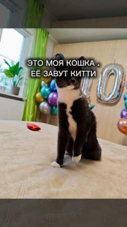 моя кошка 🤗 Китька:)