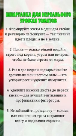 Шпаргалка для нереального урожая томатов