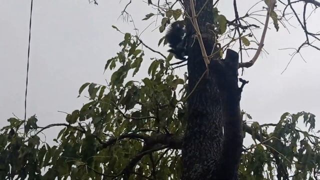 БелкоСайгак прям возле дома скачет с утра! 