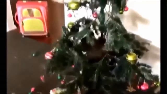 Кошки и Новый Год смотреть онлайн