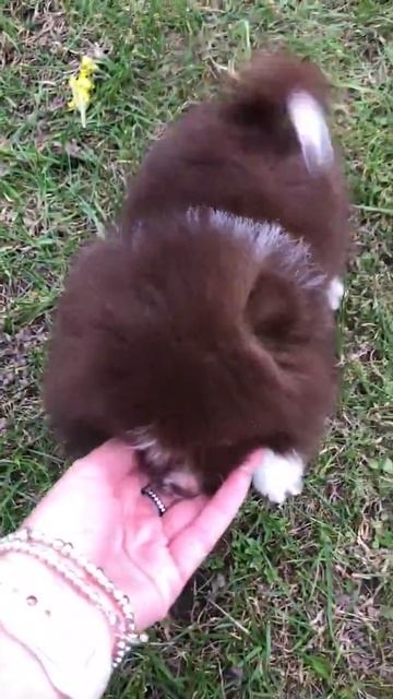 Шпиц Шоко с белым мальчик часть 2 смотреть онлайн