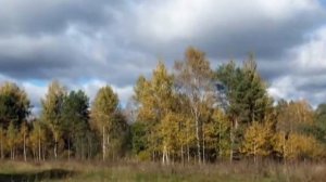 Прекрасен ты осенний лес