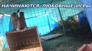 РЫСЬ ХОЧЕТ СЕКСА_ что то пошло не так