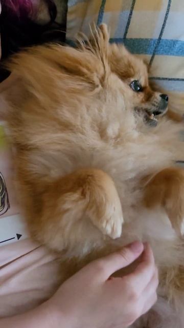 какие планы на день? #джуляшпицуля #шпицуля #pomeranian #доброеутро #cute #shortvideo #pets смотреть онлайн