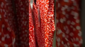 Рубрика "ПроШмотки" Обзор магазина 1001 dress