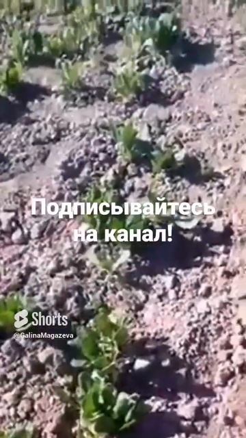 Биозащита картофеля от колорадского жука. Узнайте о био методах в моих книгах. Ссылка в комментах.