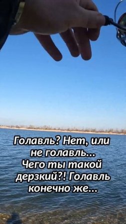 ГОЛАВЛЬ на #jackall TIMON