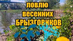 В поисках большого карася. Ловлю весенних БРЫЗГОВИКОВ!