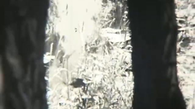 По Некрасовским местам. Докум. фильм . Школфильм,1974г. смотреть онлайн