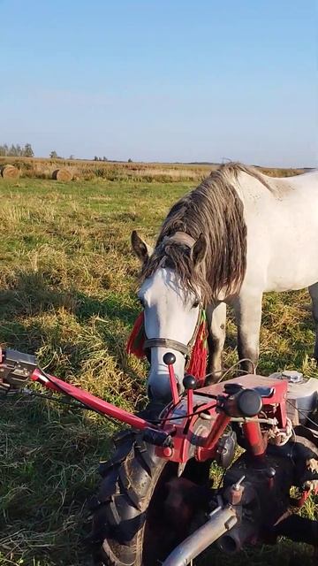 Жеребец и мотоблок#shorts смотреть онлайн