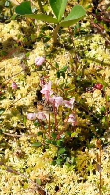 Вывезли ульи на болото #тихвинскиймёд смотреть онлайн