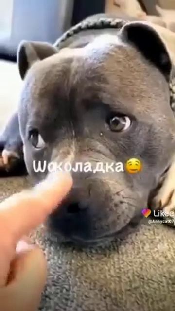 как назвать щенка девочку