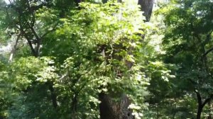 Шипов лес с высоты птичьего полета
