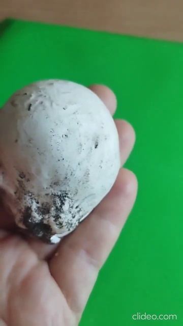 Головач гигантский или Дождевик исполинский (Calvatia gigant