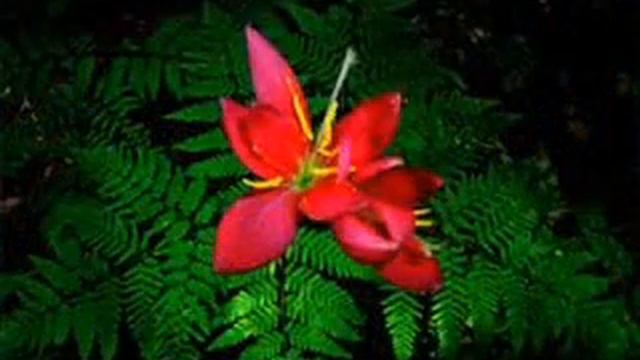 Тетяна Іванів. КУПАЛЬСЬКА НІЧ смотреть онлайн