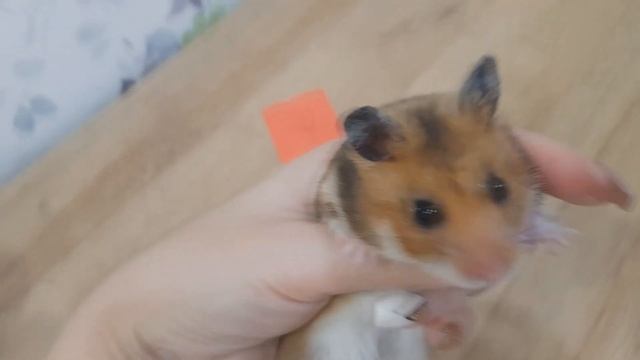 Юбилейный скрипыш. Скрипыши из бумаги. Хомяк Джери и скрипыши. смотреть онлайн