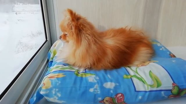 Шпиц - кошка? смотреть онлайн