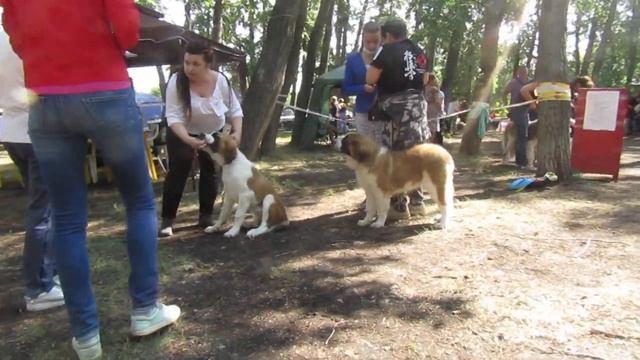 ЗГ Ягода Медовая смотреть онлайн