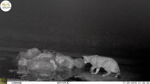 Приоткрывая заповедные двери... Степные встречи смотреть онлайн