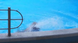 Видео для детей. Машинки Томми и Мэгги  в дельфинарии.