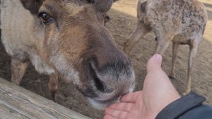 Отпуск в Карелии (долина водопадов, олени).
