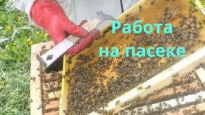 Работа на пчельнике 14 Мая 2025 года продолжается, осмотр пчёл, отводков, корма после морозов.