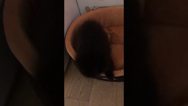 Наш маленький шебутной шпиц Димка смотреть онлайн