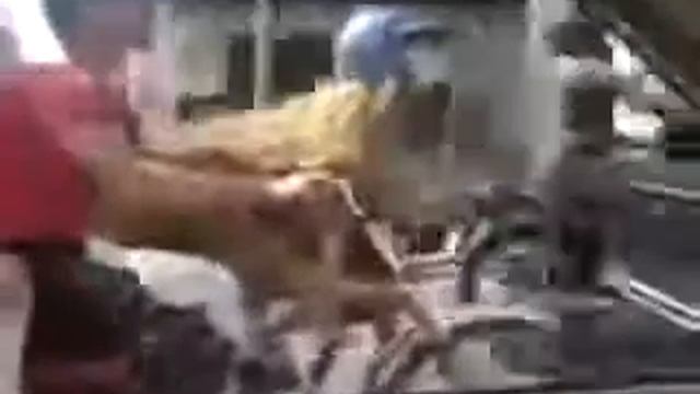 Прикол! Баран в каске на мотоцикле ))) смотреть онлайн