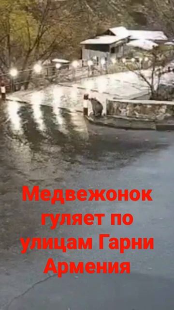 Медвежонок гуляет по улицам Гарни. Армения.
