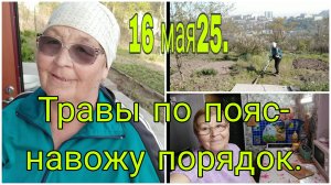 16 МАЯ 25.///НУ ВСЕ ТРАВЫ ПО ПОЯС-НАВОЖУ ПОРЯДОК.