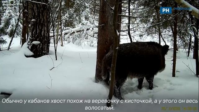 В рязанском заповеднике появился необычный кабан смотреть онлайн