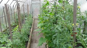 Про опыление томатов в теплице.