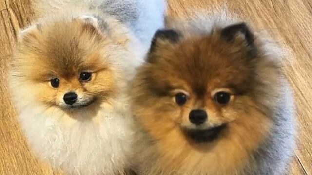 Пес шпиц поет фантазер.