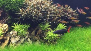 Ивагуми 180 литров