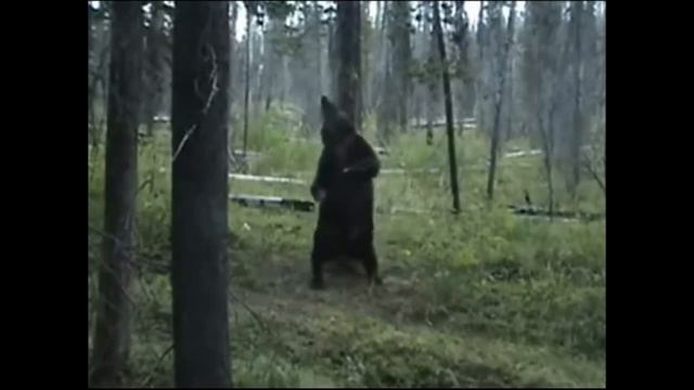 Медведь танцует